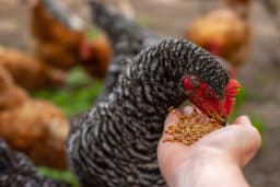 Poultry feed supply chain management automation